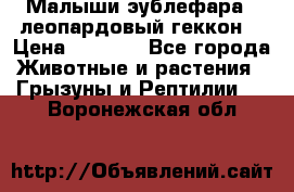 Малыши эублефара ( леопардовый геккон) › Цена ­ 1 500 - Все города Животные и растения » Грызуны и Рептилии   . Воронежская обл.